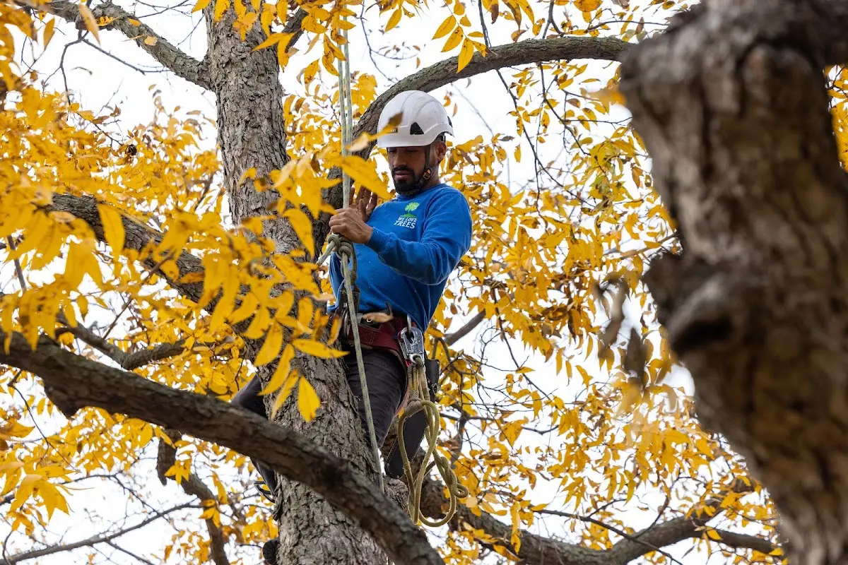 Skilled Tree Trimming crew working in Bob White